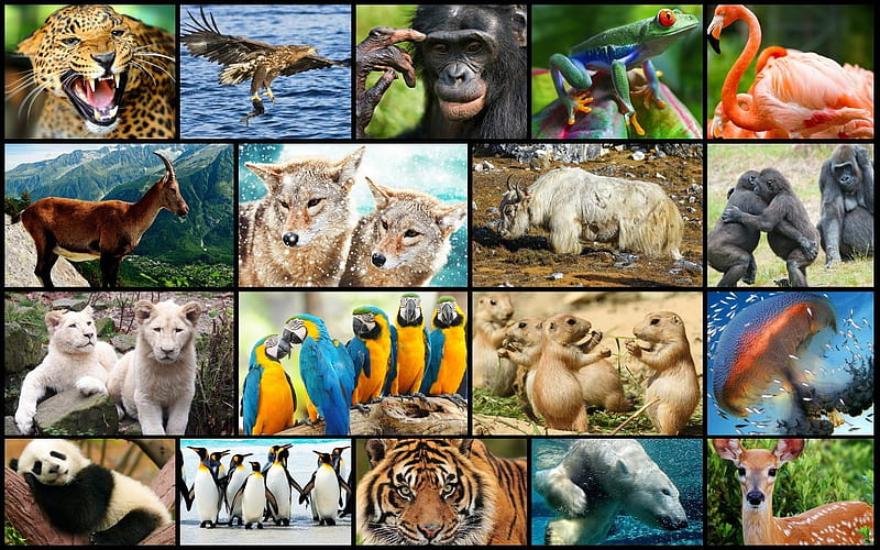 HD-wallpaper-animals-collage-bird-wild-animal